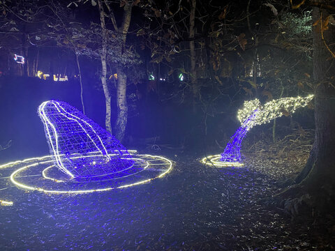 A view of Lights in the woods at Blakemere Village in December 2023.