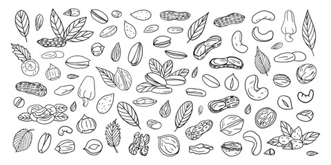 Big set of nuts. Cashew, almond, hazelnut, pistachio, peanut, walnut. Healthy food. Doodle vector illustration EPS10. Hand drawn. Isolated on white background