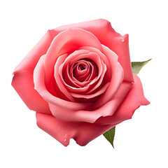 Pink rose flower isolated on transparent background