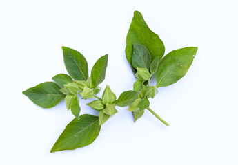 Ashwagandha, Withania somnifera fruits and leaves on white background close-up view 