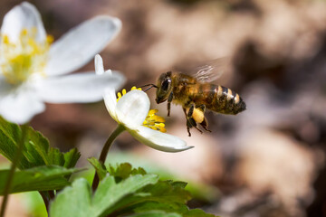 Biene (Westliche Honigbiene - Apis mellifera) fliegt mit gefülltem Pollenhöschen vor einem...