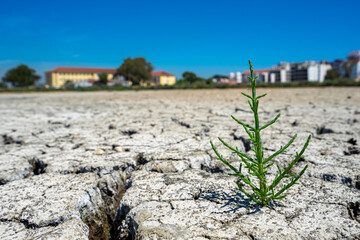 dry cracked floor of dry river with green plant in development in sign of rebirth