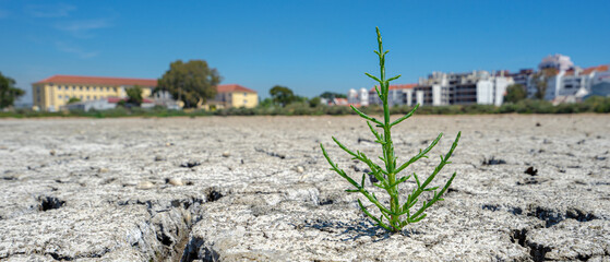dry cracked floor of dry river with green plant in development in sign of rebirth