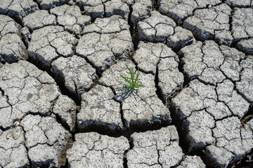 dry cracked floor of dry river with green plant in development in sign of rebirth