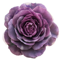 A vibrant purple rose isolated on a transparent background, ideal for Valentine's Day designs and romantic occasions.