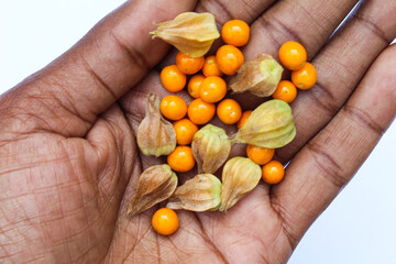 Ashwagandha or Withania somnifera fruits on hand close-up view 