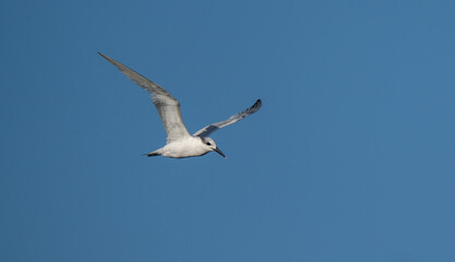 Fototapeta na wymiar sandwich tern in flight over the mediterranean sea 