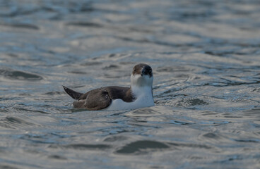 Young razorbill swimming in the mediterranean sea	