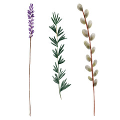 Set of watercolor twigs, hand drawn, isolated on a white background. Lavender, willow, rosemary. Purple flowers, botanical illustration, wildflowers
