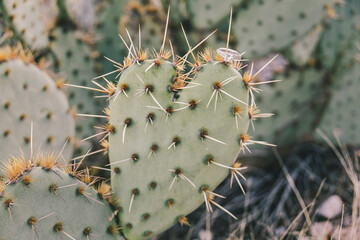 heart cactus with ring © MT Photography