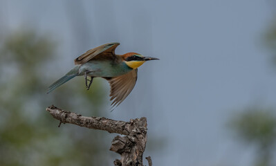 european bee-eater in flight	