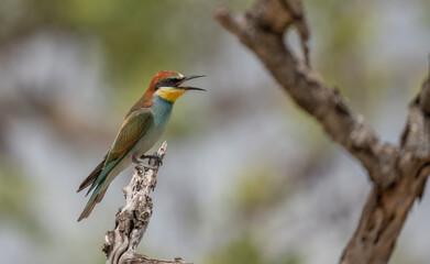 european bee-eater singing on the branch	