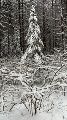 A confierous tree covered in freshly fallen snow stands out against silhouetted, bare branched tree trunks in Algonquin Park, Ontario, Canada