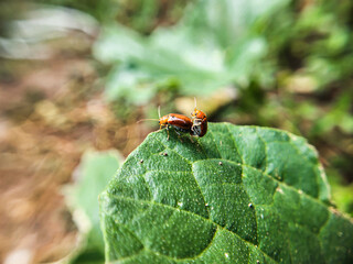 (Aulacophora femoralis). mating beetles