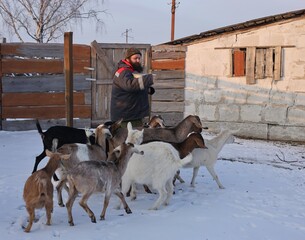 Farmer with Nubian goats in a paddock in winter