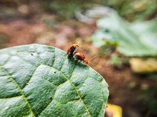  (Aulacophora femoralis). mating beetles