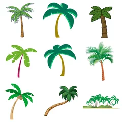 Fototapeten Palmier isolés sur fond blanc. Belle illustration de palmiers à motifs vectoriels © Nour
