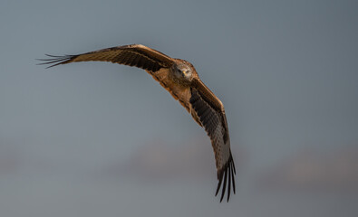 red kite in flight, spain	