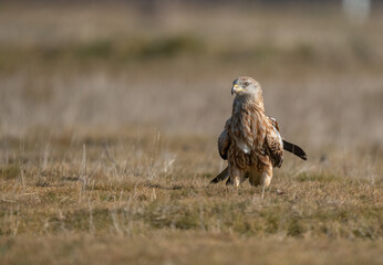 red kite on the ground, spain	