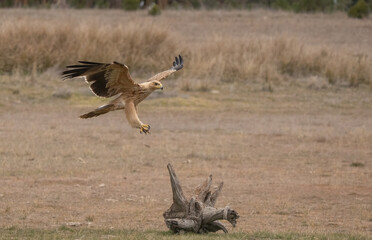the majestic spanish imperial eagle landing	