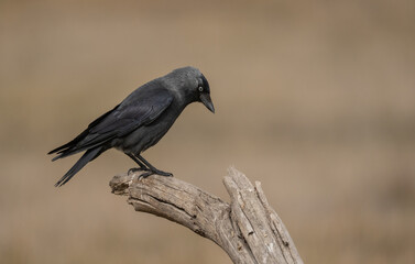western jackdaw on the branch	