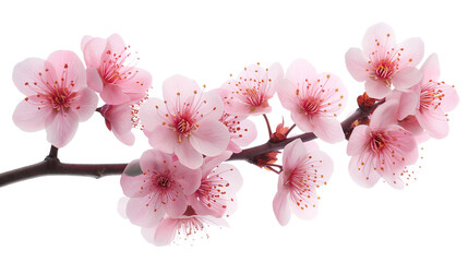 Delicate sakura cherry blossoms isolated on a transparent background, ideal for Valentine's Day and spring designs.