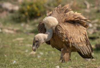 griffon vulture on the ground