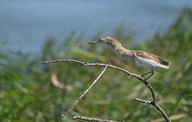 Squacco Heron in the marshes of the ebro delta	