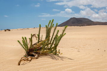 planta en el desierto