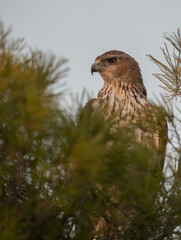 The majestic Bonelli´s eagle hidden in the pine tree	