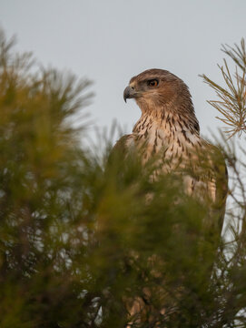 The majestic Bonelli&acute;s eagle hidden in the pine tree	