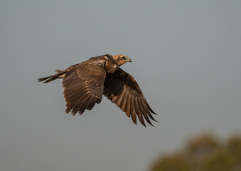 western marsh harrier in flight over the lagoon	