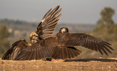 The marsh harriers in fight on the ground	