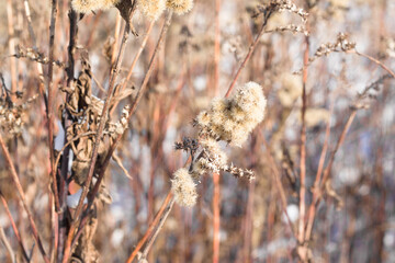 zimowe krajobrazy, natura © Jowita