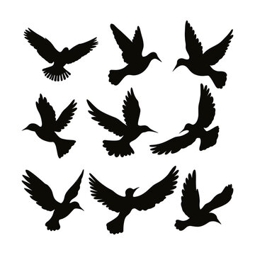 vector birds silhouettes collection white background © Royokta