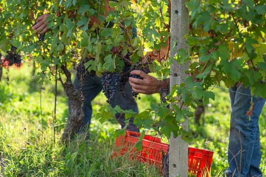Vendemmia in Langa
