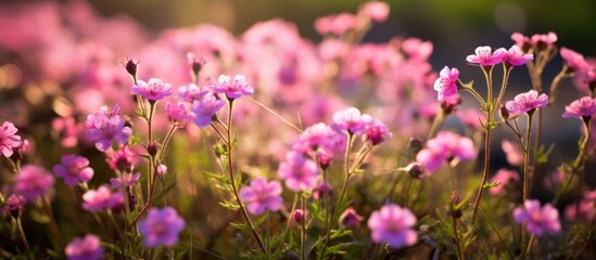 Fototapeta premium Photos of small pink flowers in the wild.