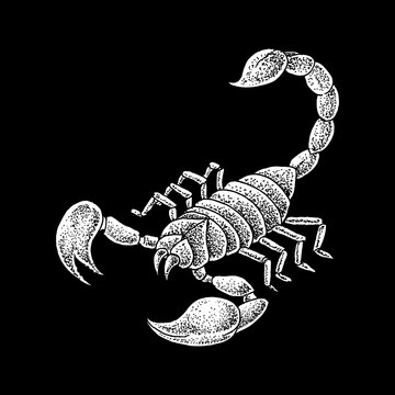 vector scorpion illustration, black and white