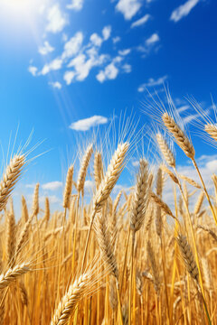 wheat field of agriculture. Wheat field on an agricultural farm.Generative AI