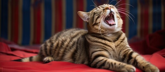 Cat yawning on striped ground.