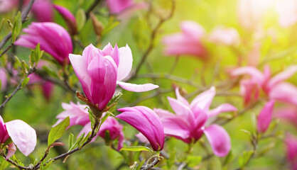 Blooming magnolia tree in spring with soft light and blurred background,springtime.