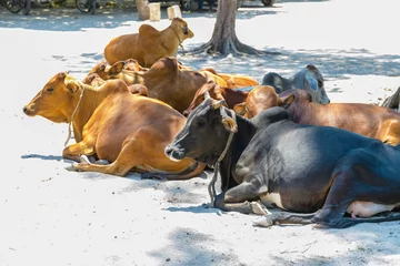 Photo sur Plexiglas Plage de Nungwi, Tanzanie Zebu cattle at the beach in Nungwi village, Zanzibar