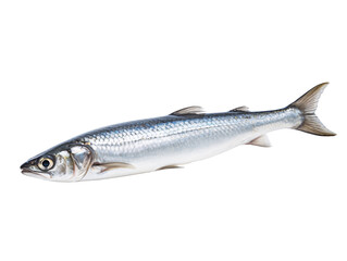 Obraz premium a silver fish with a white background