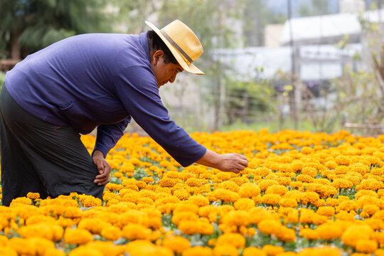 Mexican farmer looking and touching his cempas&uacute;chil flower harvest in Xochimilco Mexico City