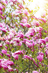 Blooming magnolia tree in spring with soft light and blurred background,springtime.