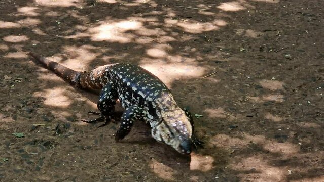 Argentine black and white tegu, Salvator merianae at the Iguazu Falls in Foz do Iguacu, near the famous Iguacu Falls in Brazil.