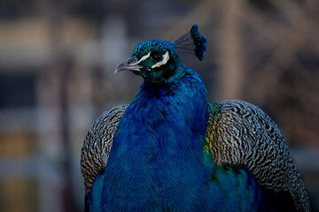 Fototapeta premium Pfau, Farbenfroh, Winter, 
