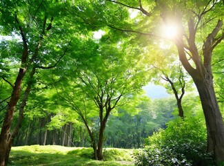 Sunny forest/outdoor background