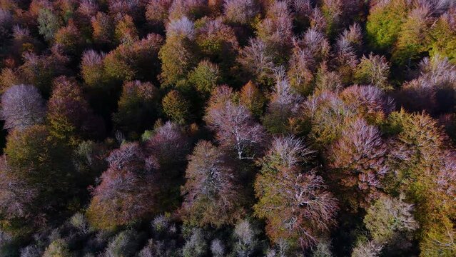 Beech forest in autumn around the Sanctuary of San Miguel de Excelsis in the Sierra de Aralar. Aerial view from a drone. Municipality of Uarte Arakil. Navarre. Spain. Europe