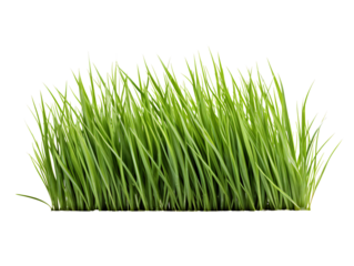 a close up of grass